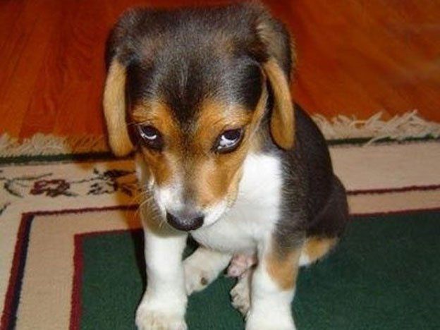 No te dejes engañar por sus ojitos tristes: los perros no sienten culpa