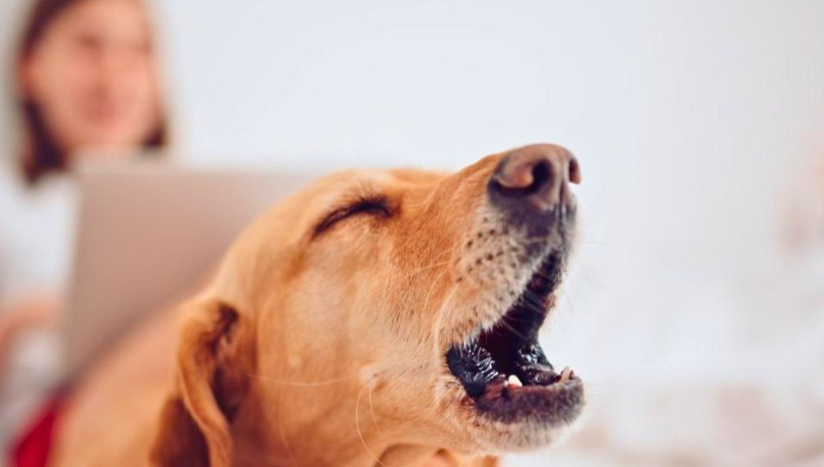 El truco de adiestramiento que sorprende a todos los dueños: cómo hacer que tu perro ladre bajito