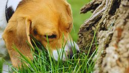 Mi perro come césped durante su paseo: cuál es el significado, según la ciencia veterinaria