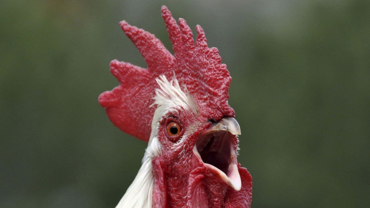 El gallo siempre cantará al amanecer, tenga luz o no, al tener un reloj biológico que indica cuándo está por salir el sol.