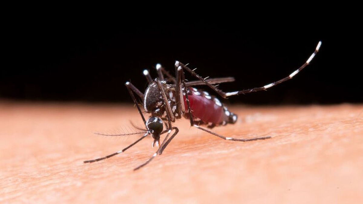 Mosquito Aedes aegypti, transmisor del dengue.