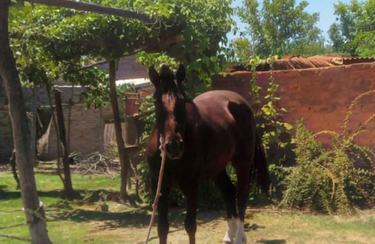 El supuesto faenador de Lolo, el caballo robado a un niño sanrafaelino, continuará preso
