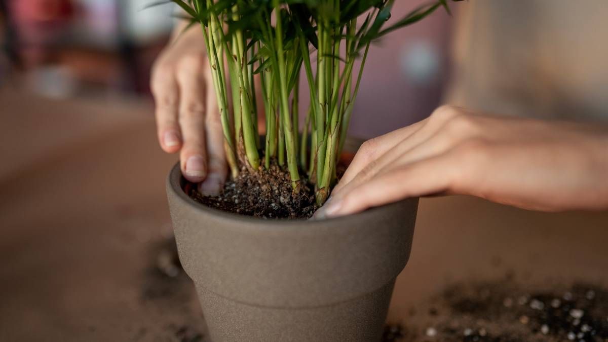 Cómo recuperar tus plantas luego del trasplante Cómo recuperar tus plantas luego del trasplante