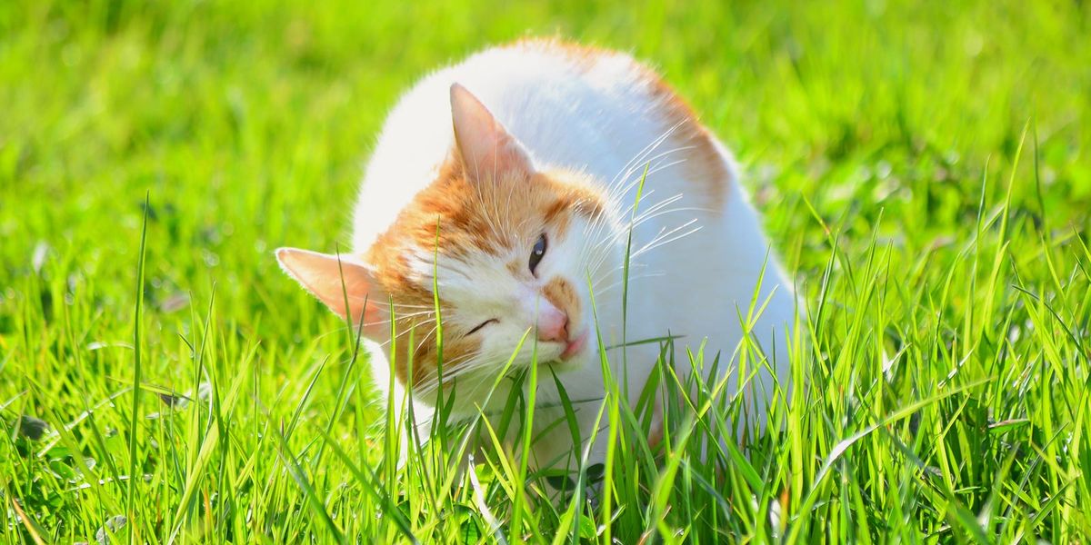 Los gatos comen pasto por necesidad funcional. Los gatos comen pasto por necesidad funcional.