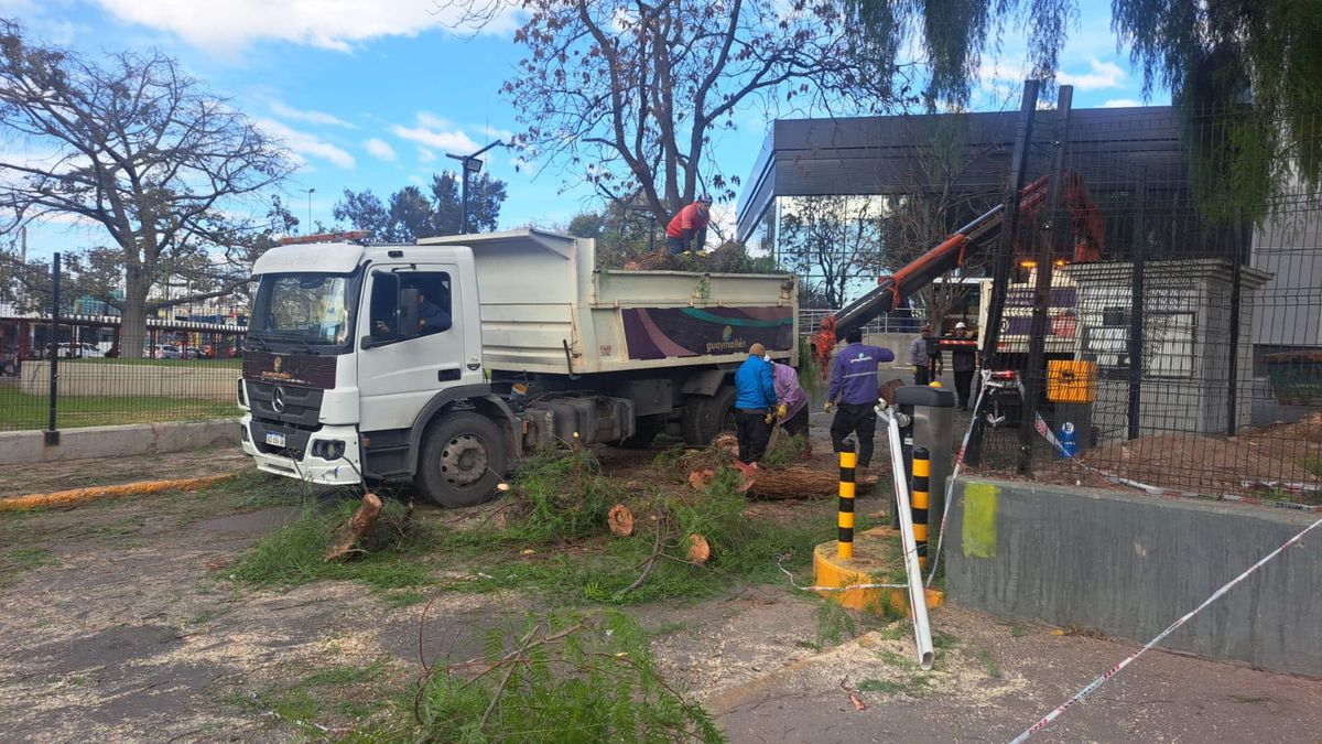 Bomberos y personal municipal de Guaymallén trabajaron para sacar la rama. Bomberos y personal municipal de Guaymallén trabajaron para sacar la rama.