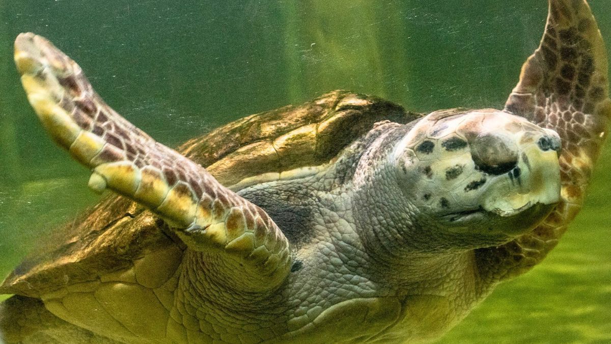 El tortugo Jorge ya cumplió dos meses nadando en el océano Atlántico y está en la zona de Santa Catarina