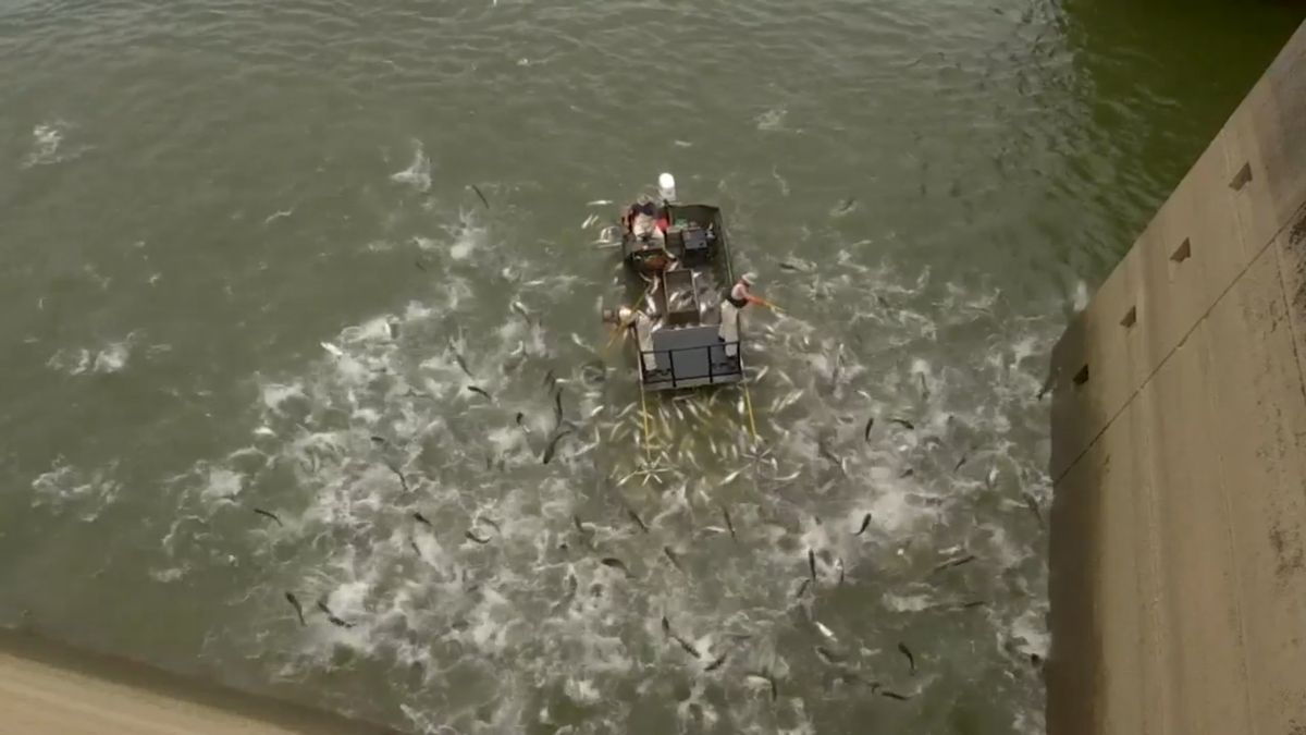 Estados Unidos electrifica ríos para combatir la carpa asiática: los peces símbolos de China