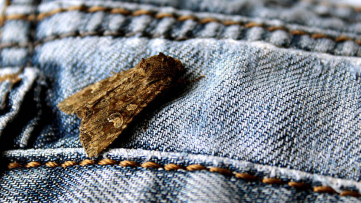 Evita que las polillas se alimenten de tu ropa.