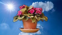 ¿Cuánta luz necesitan mis plantas?&nbsp;
