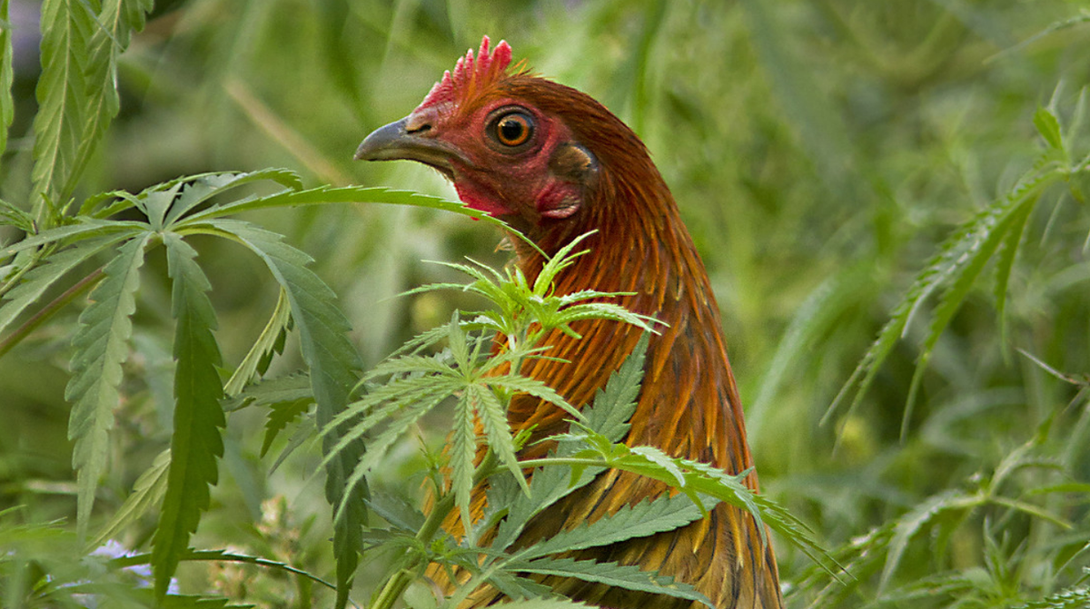 Precursores. Una granja le pone cannabis al alimento de sus pollos.