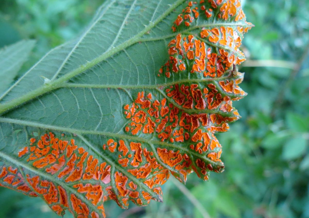 Una plaga dañina y peligrosa para el jardín