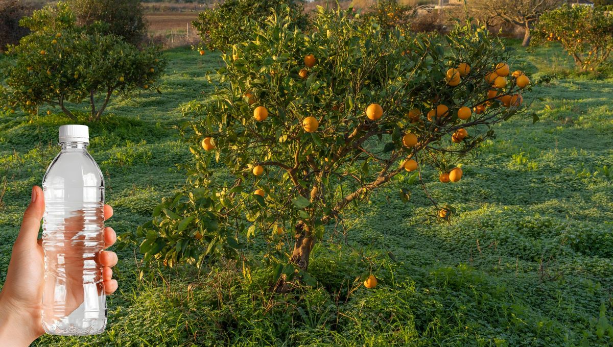 También mantiene alejada a las moscas del fruto. También mantiene alejada a las moscas del fruto.