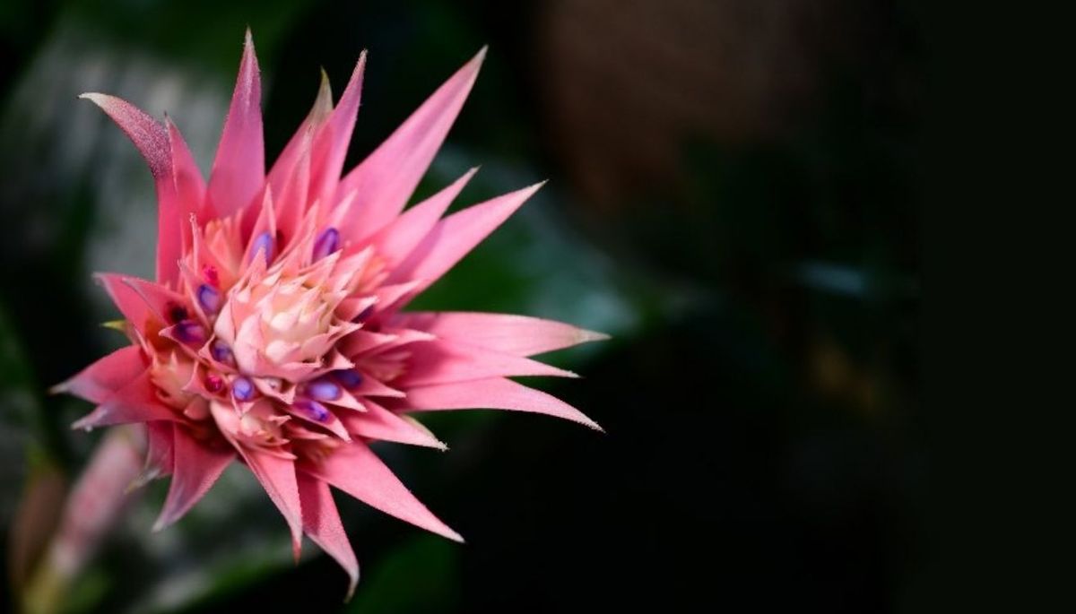 La bromelia fasciata tiene hojas verdes que oscilan entre el blanco y el color plata.