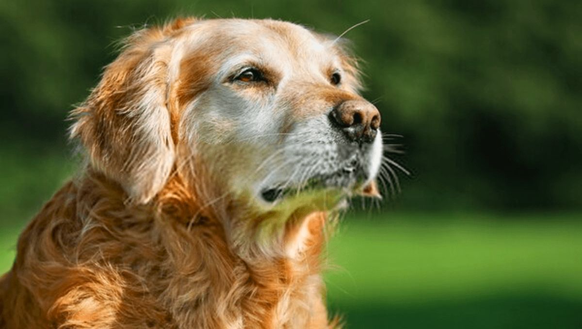 Ni a los seis, ni a los cuatro: la edad en la que un perro ya es considerado 