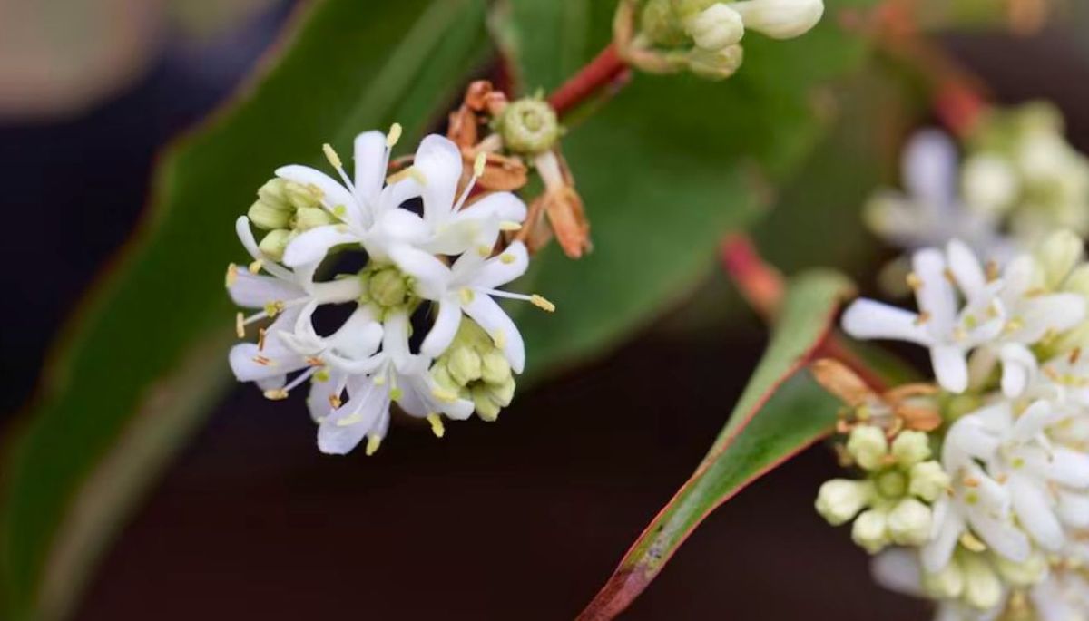 Heptacodium miconioides es el nombre cient&iacute;fico de la planta.