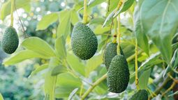 Quien tiene un árbol de palta en su jardín, tiene un tesoro en casa: por qué