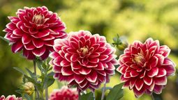 Dalia: cómo conseguir que esta planta florezca en otoño y llene de color la casa