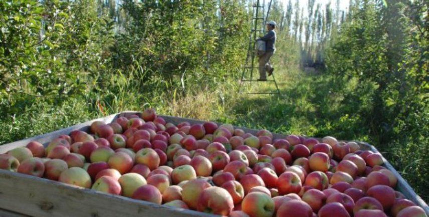 La Nación asistirá a productores de manzanas y peras