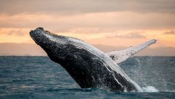 Secreto de 5 millones de años: descubren un descomunal cementerio de ballenas en el océano Índico