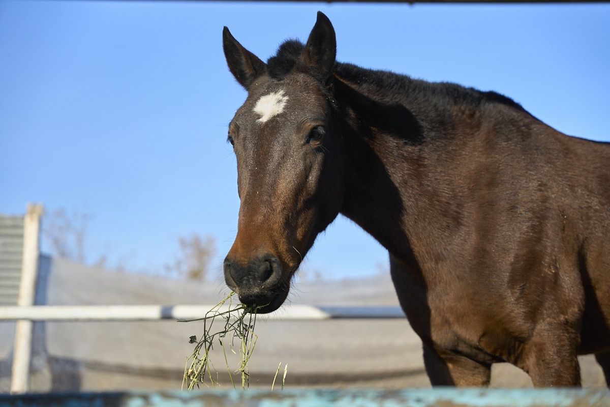 Aragon, uno de los caballos que fueron declarados seres sintientes y sujetos de derechos por la Justicia de Mendoza. Aragon, uno de los caballos que fueron declarados seres sintientes y sujetos de derechos por la Justicia de Mendoza.