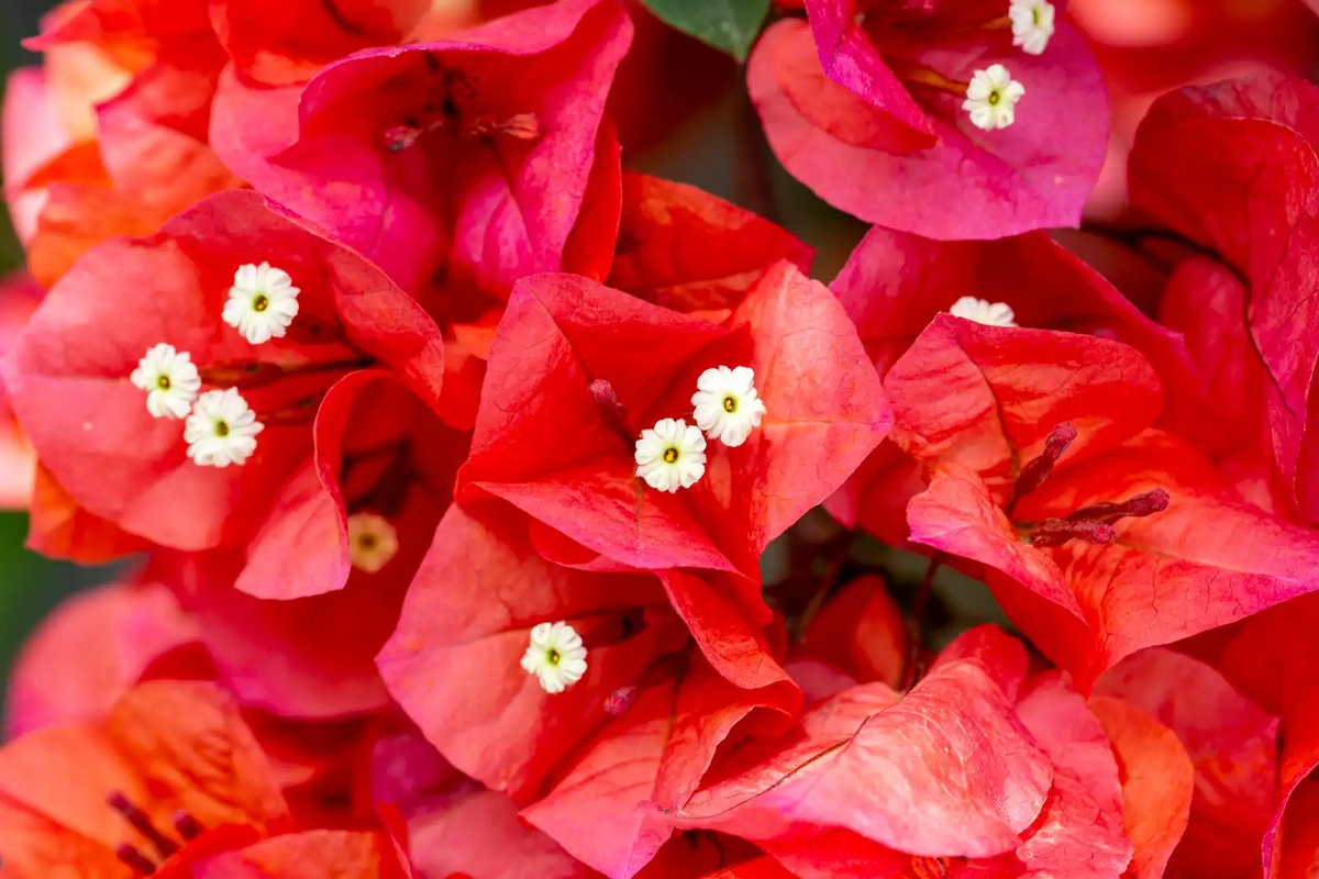 Cómo cuidar una planta de buganvilla en noviembre para que llene de color el jardín