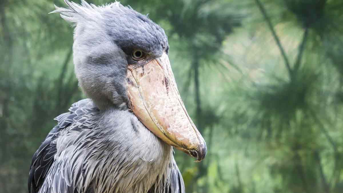 Pájaro voraz. El temible pájaro africano que se come a sus hermanos y cocodrilos. Pájaro voraz. El temible pájaro africano que se come a sus hermanos y cocodrilos. 