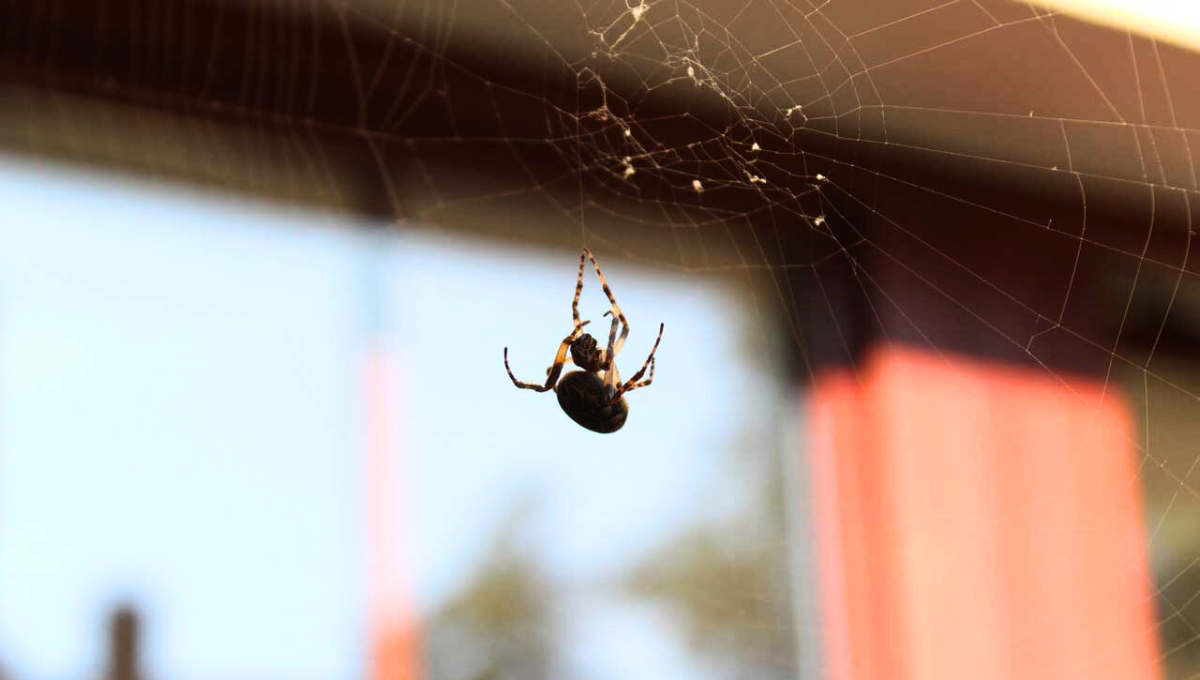 Una de las plagas más comunes son las arañas