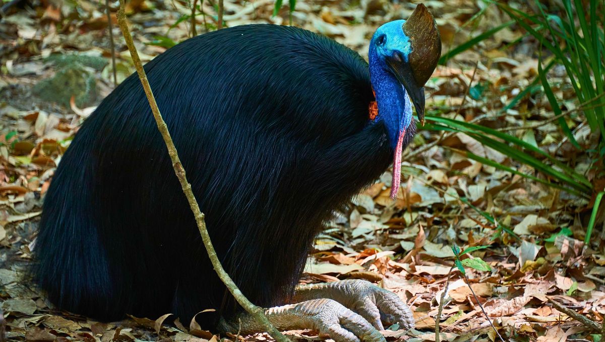 El casuario, también conocido como casuario austral, es una especie de gran tamaño. El casuario, también conocido como casuario austral, es una especie de gran tamaño. 