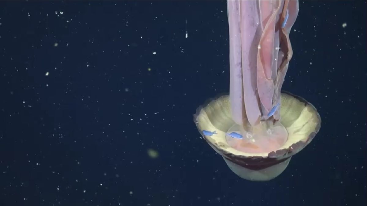 Esta medusa fue vista en el mar argentino.