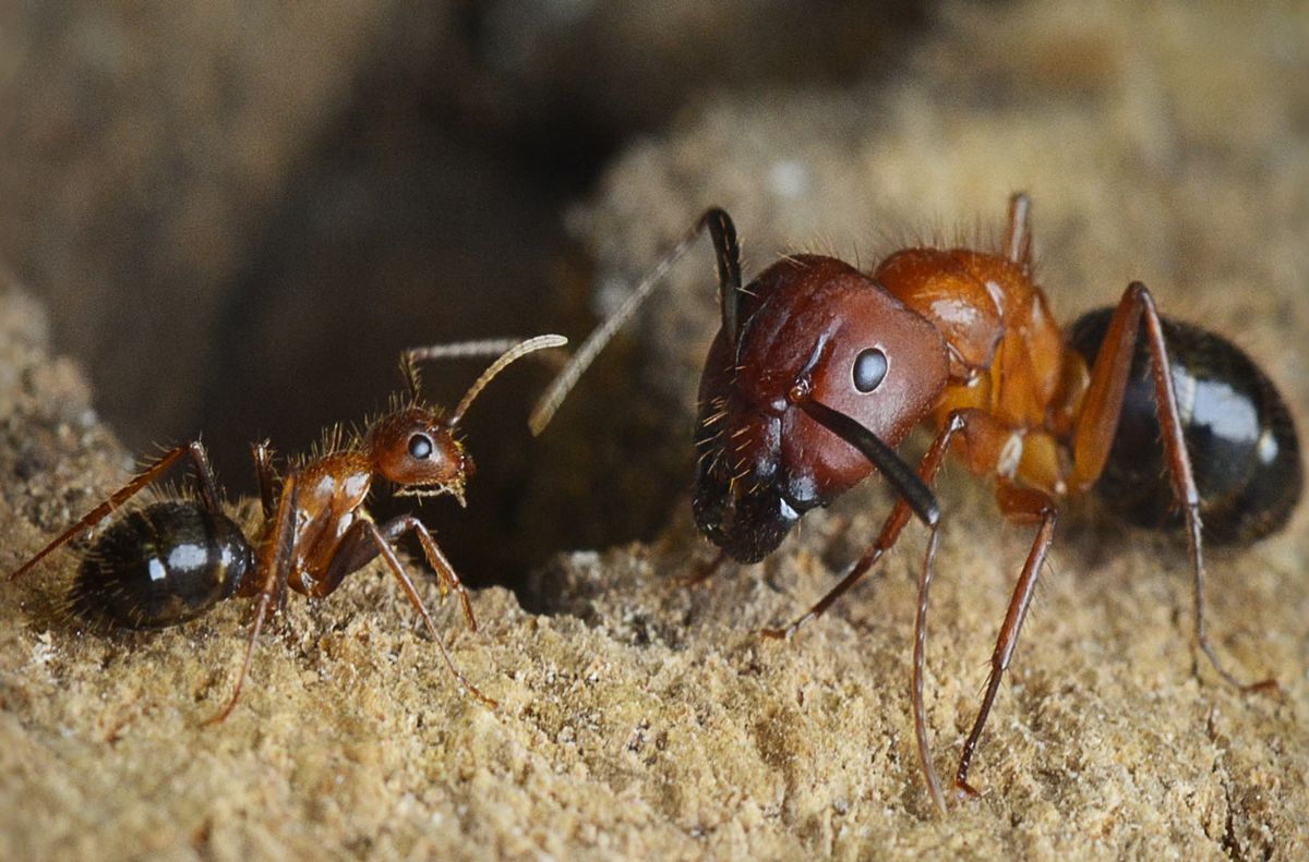 El descubrimiento dejó helados a los científicos. El descubrimiento dejó helados a los científicos.