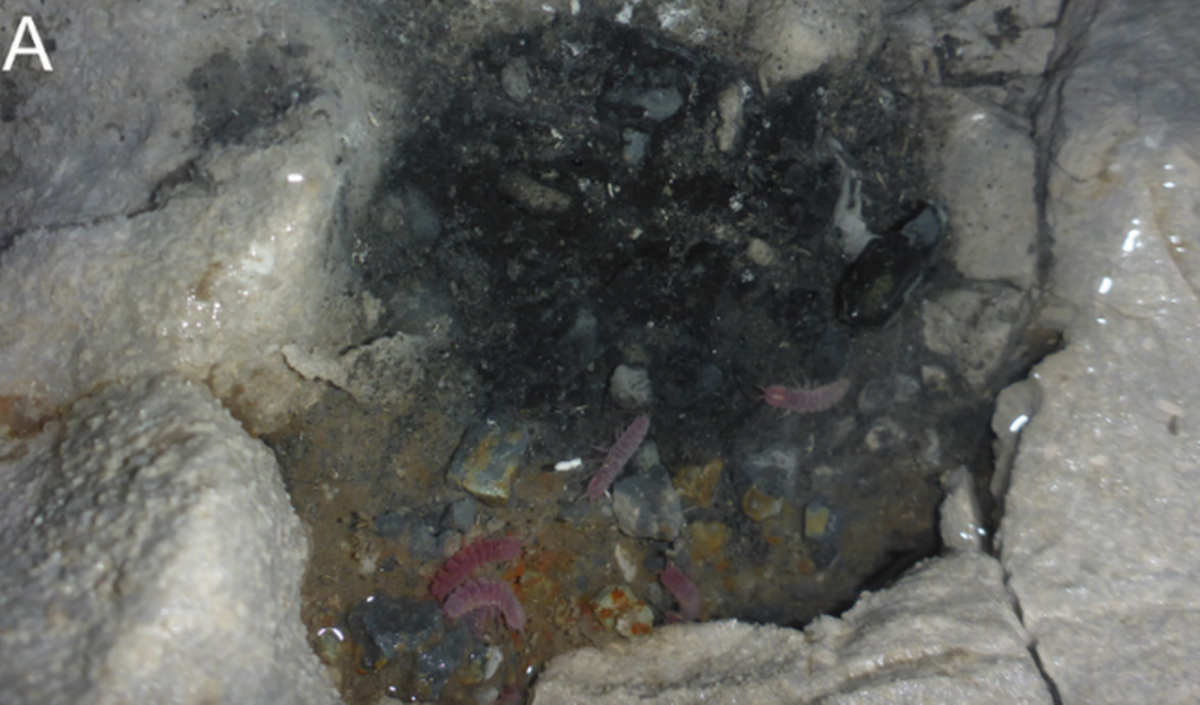 Científicos descubren una nueva y extraña especie: no tiene ojos y es de color rosado Científicos descubren una nueva y extraña especie: no tiene ojos y es de color rosado