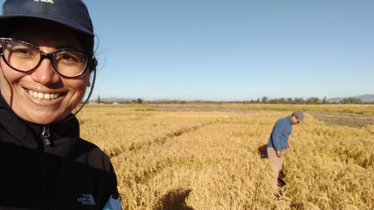 El arroz que se produce en Chile usa la mitad del agua y no precisa pesticidas. (Foto: Karla Cordero)