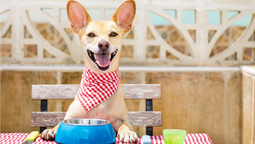 Un estudio determinó cuál es la mejor ciudad para los perros en Estados Unidos