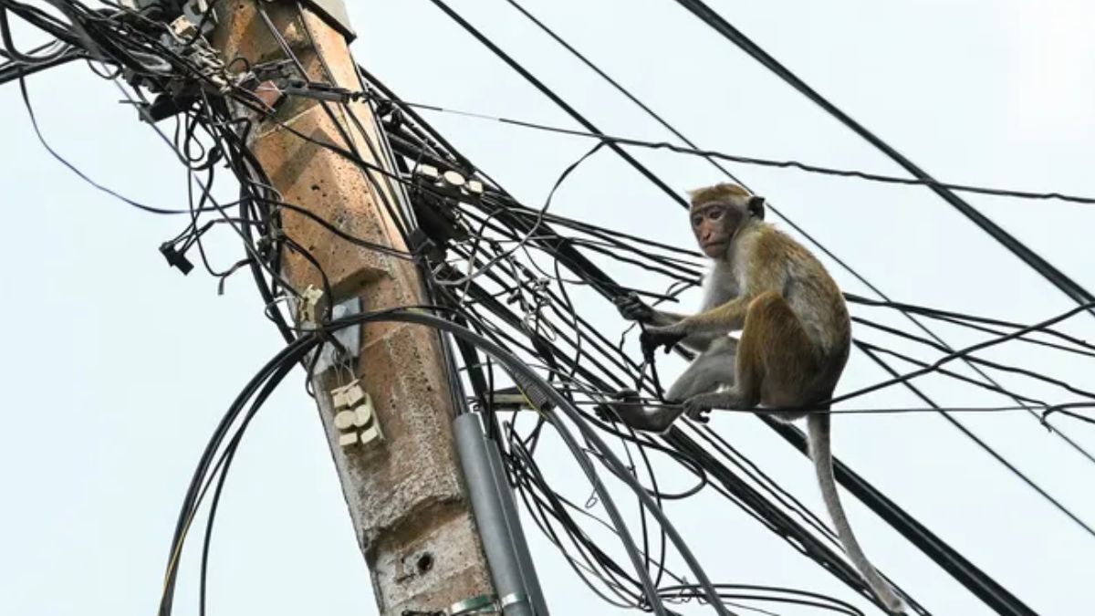 El mono travieso de Sri Lanka. El mono travieso de Sri Lanka.