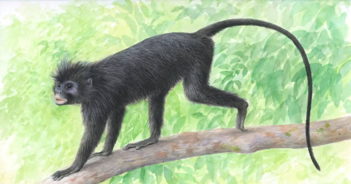 La nueva especie vive en una zona muy pequeña de la selva. La nueva especie vive en una zona muy pequeña de la selva.