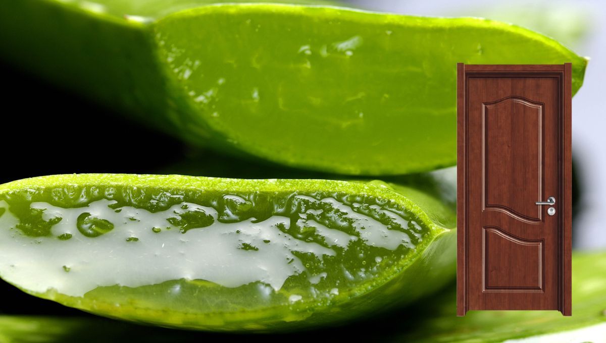 Descubre por qué debes poner aloe vera en la puerta de tu casa