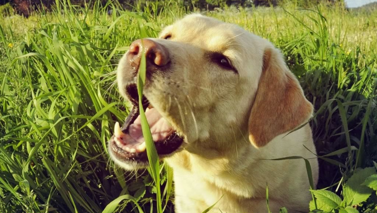 Qué significa que los perros coman pasto