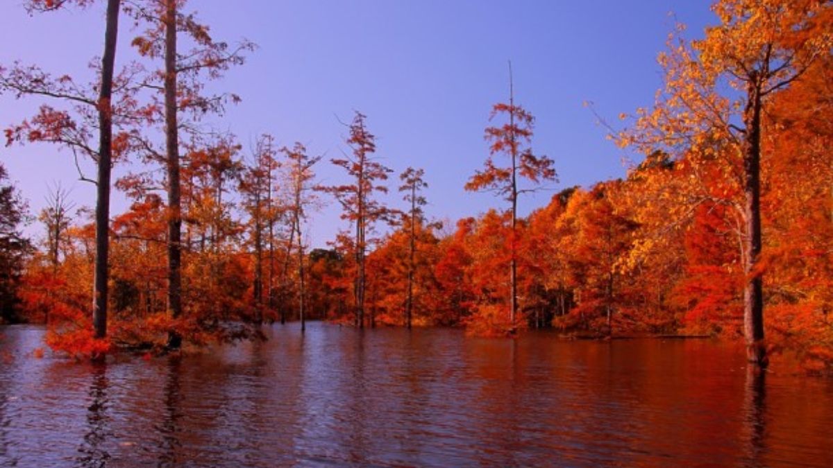 Los bosques del sureste de Estados Unidos reflejan una situación particular. (Foto: Wikipedia)