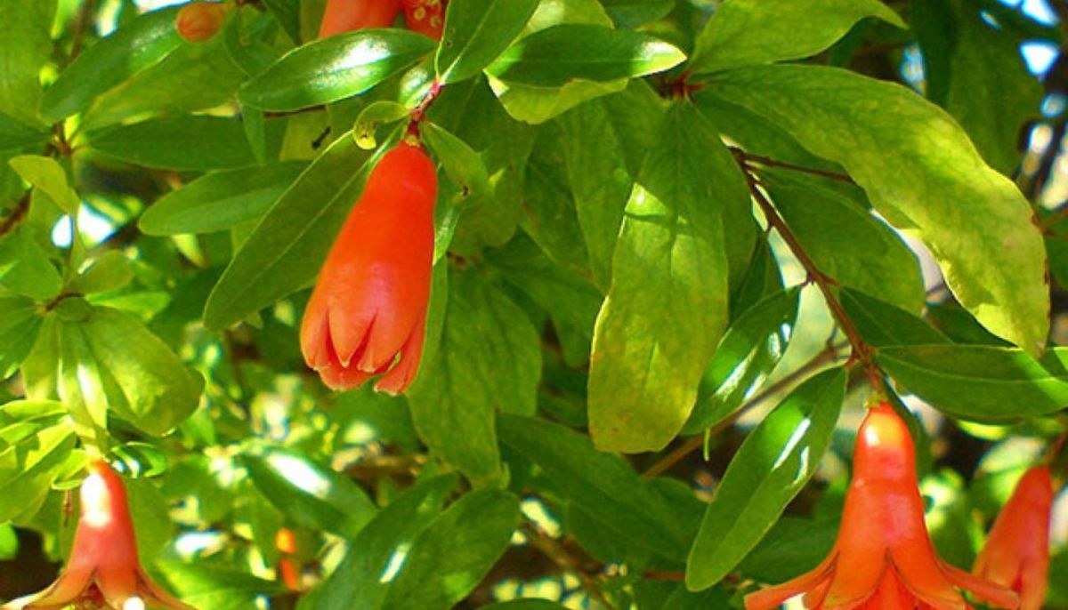 Este árbol es una versión reducida del granado común. Este árbol es una versión reducida del granado común.