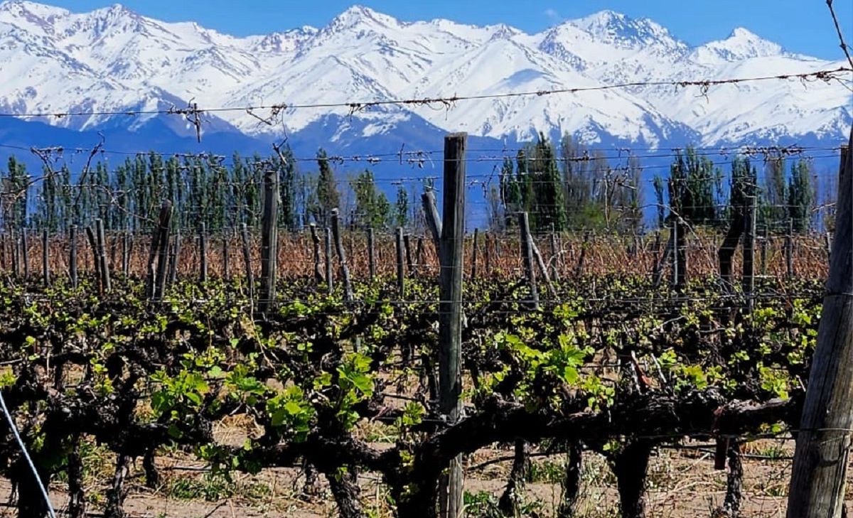 Con la caída del consumo y los excedentes, se viene una vendimia 2026 compleja para la industria vitivinícola de Mendoza Con la caída del consumo y los excedentes, se viene una vendimia 2026 compleja para la industria vitivinícola de Mendoza