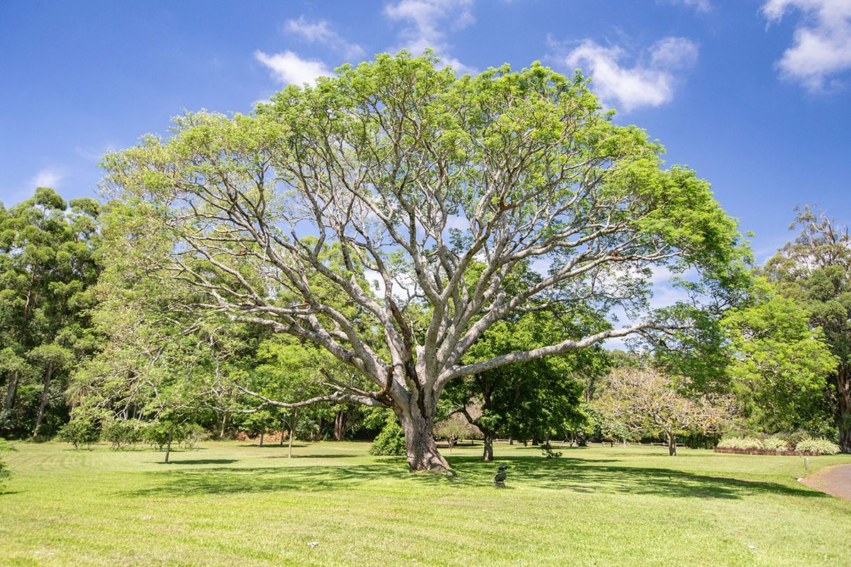 Este árbol es ideal para proporcionar sombra al jardín. Imagen: Pexels.