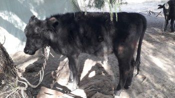 Recuperaron vacunos robados de una finca en Santa Rosa