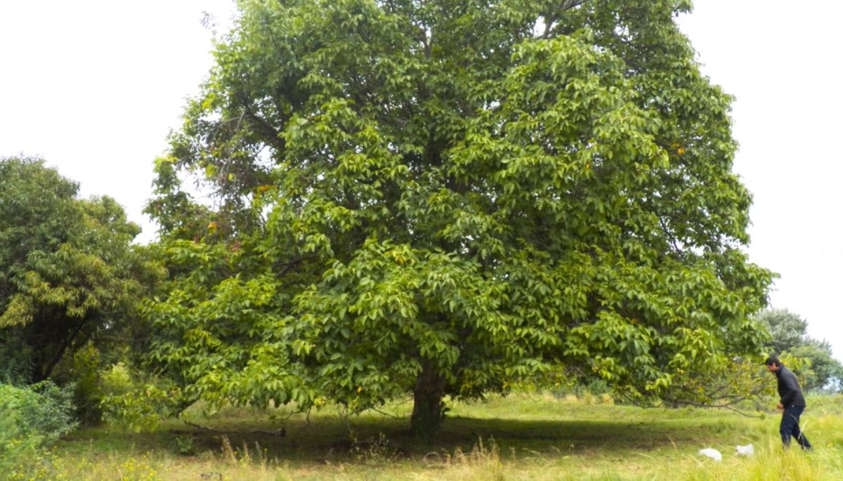 Es un árbol que vive más de un siglo y deja su huella en el suelo donde echa raíces. Imagen: argentina.gob.ar Es un árbol que vive más de un siglo y deja su huella en el suelo donde echa raíces. Imagen: argentina.gob.ar