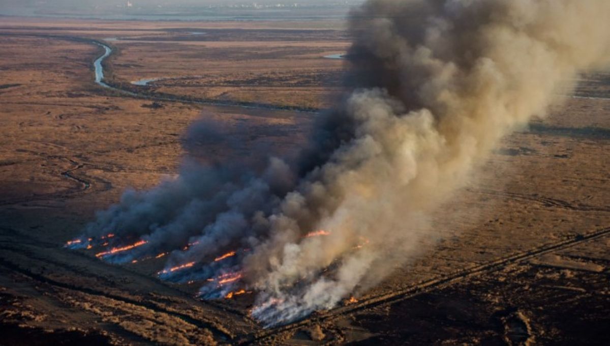 Vista aérea de los incendios en el delta del río Paraná, en la provincia argentina de Entre Ríos, en septiembre de 2020. El avance de la reconversión de tierras para proyectos ganaderos e inmobiliarios son algunas de las causas de los incendios en esta zona del país. (Imagen © Eduardo Bodiño / Greenpeace) Vista aérea de los incendios en el delta del río Paraná, en la provincia argentina de Entre Ríos, en septiembre de 2020. El avance de la reconversión de tierras para proyectos ganaderos e inmobiliarios son algunas de las causas de los incendios en esta zona del país. (Imagen © Eduardo Bodiño / Greenpeace)