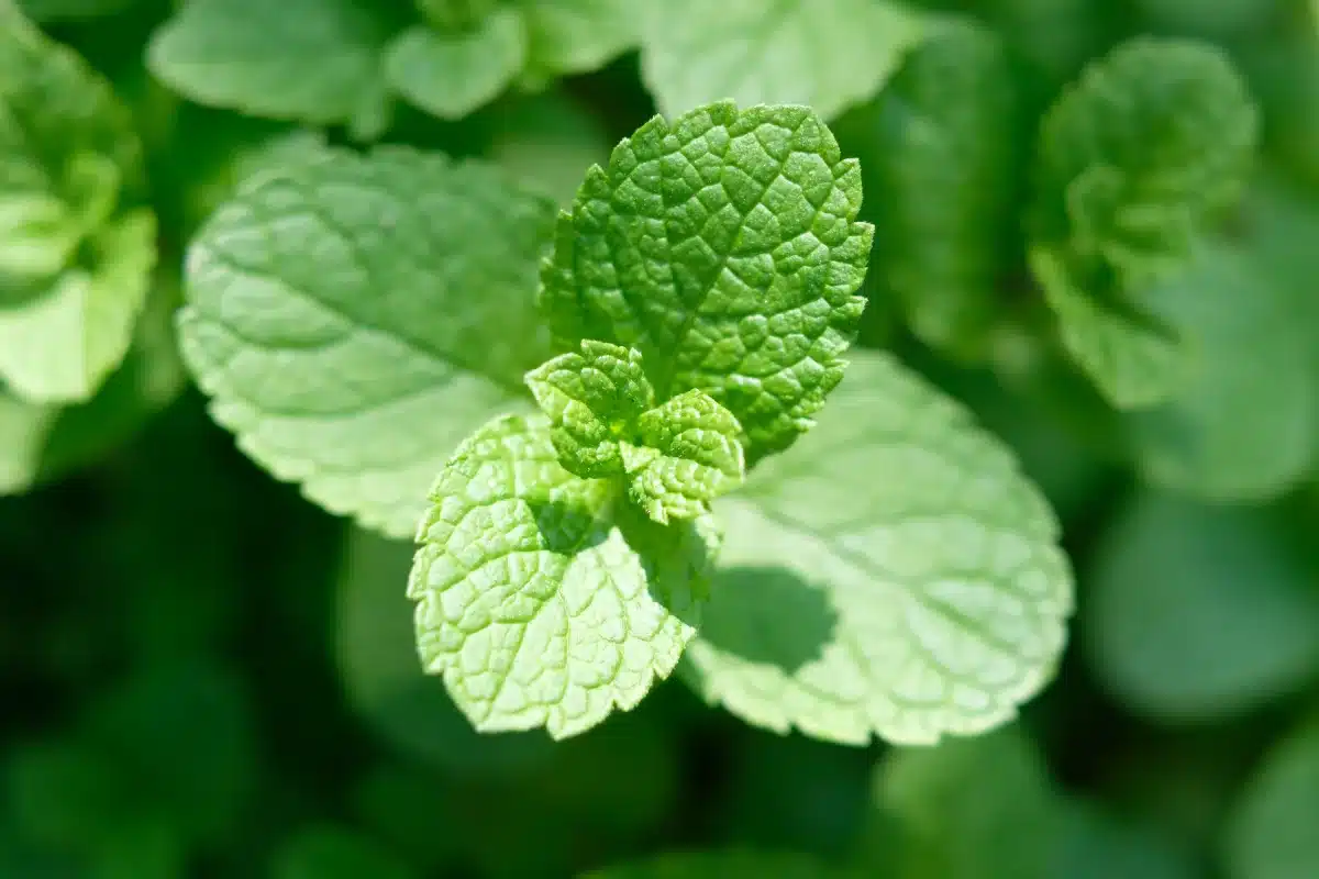 Los espectaculares beneficios de la menta, un tesoro botánico
