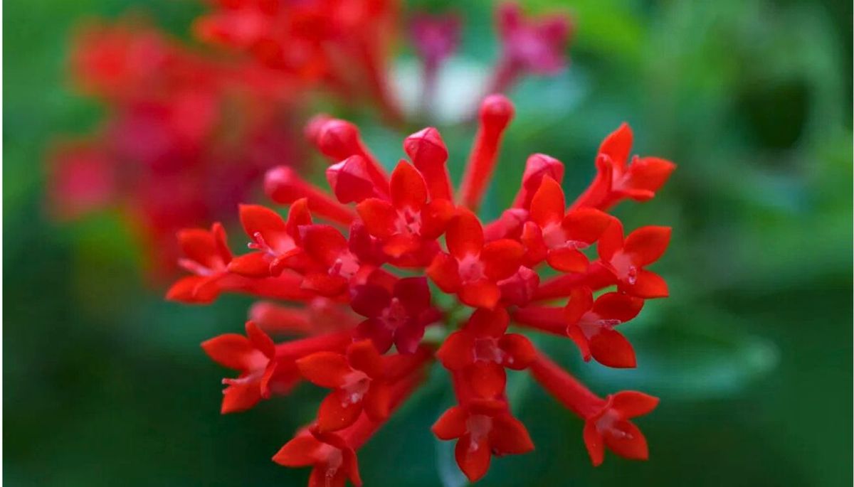 Esta planta tiene racimos de flores coloridas. Imagen: Freepik