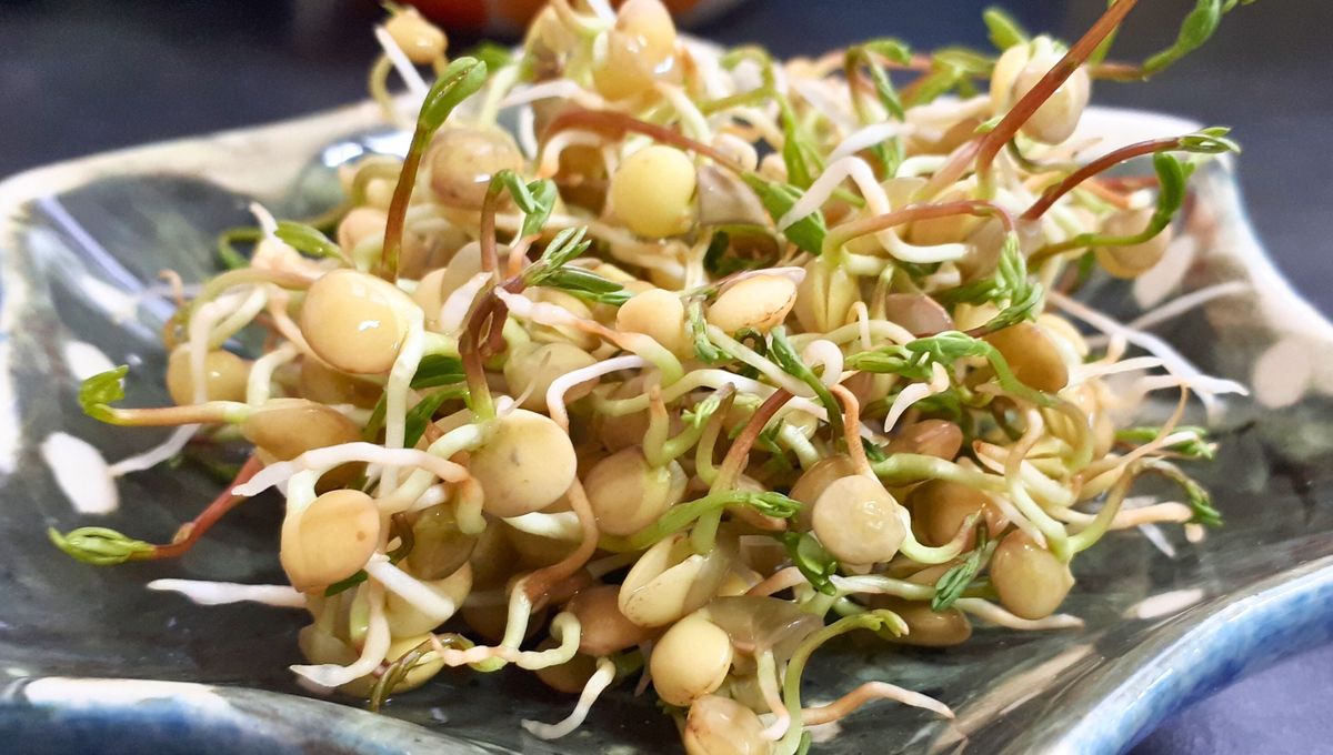 Las plantas de lentejas crecen muy rápido y pueden ser cultivadas o no en tierra para que se desarrollen.&nbsp;