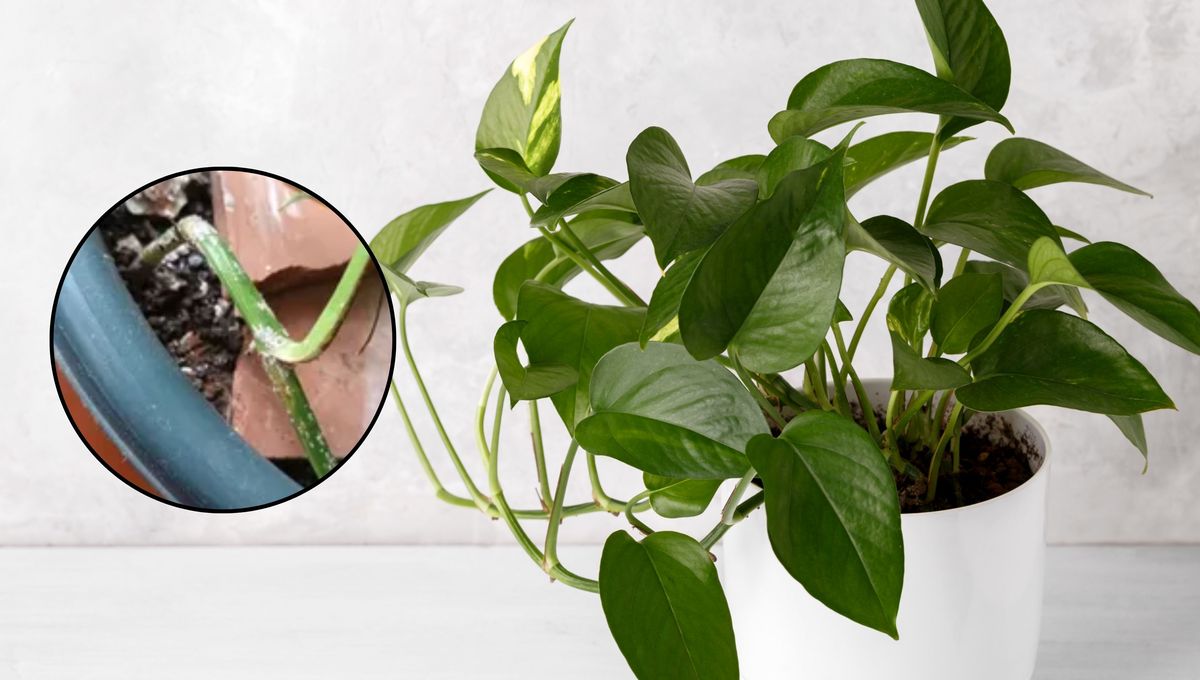 La cochinilla prefiere ambientes cálidos y húmedos. La cochinilla prefiere ambientes cálidos y húmedos.