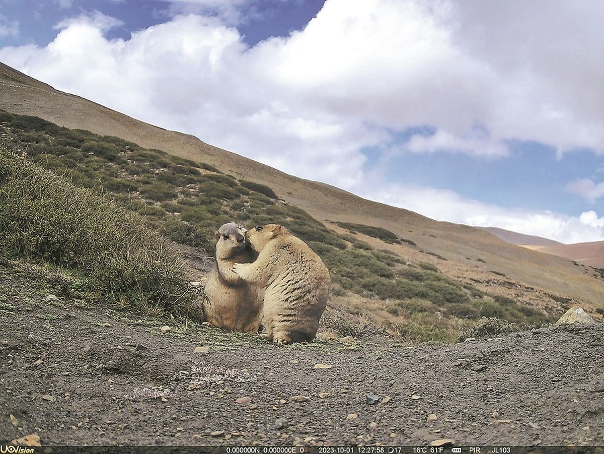 Dos marmotas grises se enfrentan en una pelea en Bortala, región autónoma uygur de Xinjiang, en octubre pasado. PARA USO DE CHINA DAILY Dos marmotas grises se enfrentan en una pelea en Bortala, región autónoma uygur de Xinjiang, en octubre pasado. PARA USO DE CHINA DAILY