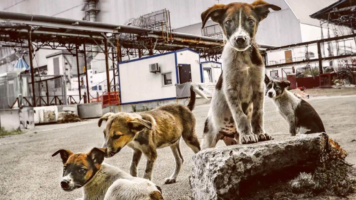 Los Perros de Chernobyl han mostrado alteraciones significativas. Los Perros de Chernobyl han mostrado alteraciones significativas.